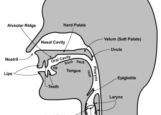 Konuşma Organları